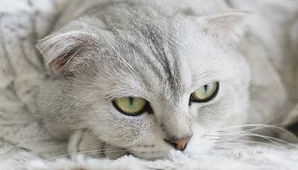 Farts Gaming 助你轻松回归《魔兽世界》